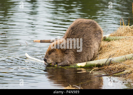 A large beaver eating popular branches on the grassy shore of its beaver pond Stock Photo