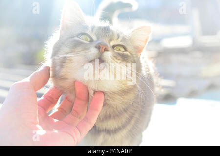 A young gray cat enjoys the way his neck is scratched. A human hand strokes the neck of a pet . Stock Photo
