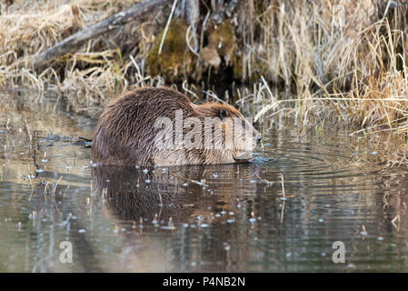 a Juvenile beaver in the shallow pond eating roots Stock Photo