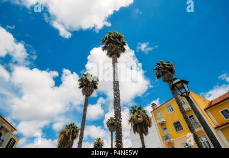 Ultra wide angle looking up underside of fronds of Cocos nucifera coconut palm on blue sky background, captured in Cascais, Portugal Stock Photo