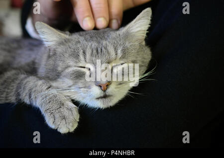 A young gray cat lies on the hands of its owner. The pet is resting . Stock Photo