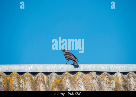Crow is sitting on the roof of a very old house. Stock Photo