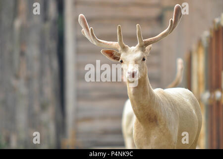 White Roe deer in autumn. Albino Buck. Autumn Portrait of Roe deer. Stock Photo