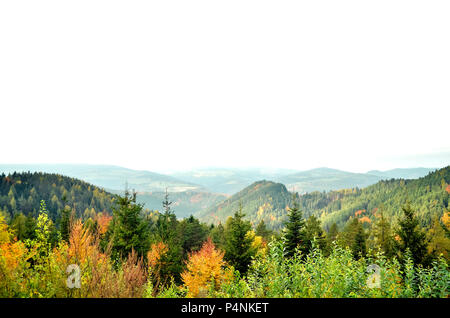 Autumn Aspen trees with foggy mountains in the background Stock Photo