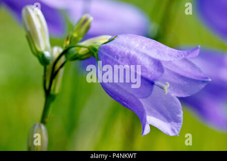 Harebell or Scottish Bluebell (campanula rotundifolia), close up of a single flower with buds. Stock Photo