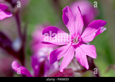 Red Campion (silene dioica), close up of a single flower showing detail. Stock Photo