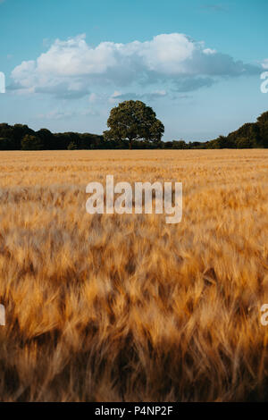 An oak tree in the middle of a wheat field and a technological path ...