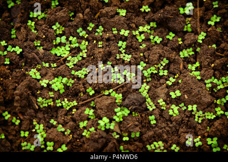 First young sprouts of greens, the growing lettuce leaves on the earth, damp after watering. Stock Photo