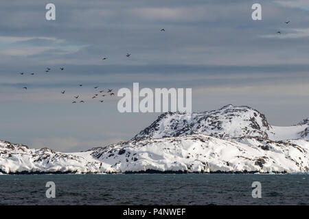 Norway, Svalbard, Nordaustlandet, Hinlopenstrete. Brunnich's guillemots (Uria lomvia) in flight near nesting cliffs at Alkefjellet. Stock Photo
