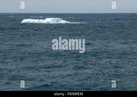 Norway, Svalbard, Nordaustlandet, Hinlopenstrete. Brunnich's guillemots (Uria lomvia) nesting cliffs at Alkefjellet. Guillemots. Stock Photo