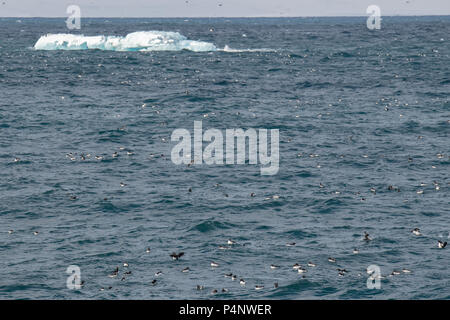 Norway, Svalbard, Nordaustlandet, Hinlopenstrete. Brunnich's guillemots (Uria lomvia) nesting cliffs at Alkefjellet. Guillemots. Stock Photo