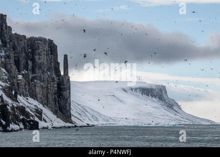 Norway, Svalbard, Nordaustlandet, Hinlopenstrete aka Hinlopen Strait. Brunnich's guillemots (Uria lomvia) nesting cliffs at Alkefjellet. Stock Photo