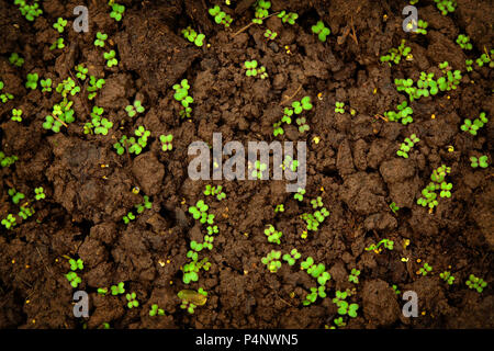 First young sprouts of greens, the growing lettuce leaves on the earth, damp after watering. Stock Photo