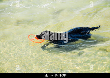Weymouth, Dorset. 22nd June 2018. A dog fetches a frisbee from  the sea on a hot and sunny day in Weymouth Credit: stuart fretwell/Alamy Live News Stock Photo
