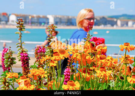 Weymouth, Dorset. 22nd June 2018. Ox-eye daisies bloom in the hot sunshine on Weymouth's promenade Credit: stuart fretwell/Alamy Live News Stock Photo