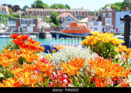 Weymouth, Dorset. 22nd June 2018. Daisies bloom in the sunshine, alongside pictuesque Weymouth harbour, on a baking-hot day Credit: stuart fretwell/Alamy Live News Stock Photo