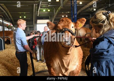 Edinburgh, UK, 23rd June 2018. Royal Highland Show, Edinburgh, Scotland:  23 June 2018: Niaomi a prize winning Limousin heifer from Grahams Dairy enjoys a blow dry before judging on the third day of fthe Royal Highland Show, Edinburgh, before going on to become interbreed champion Credit: Kay Roxby/Alamy Live News Stock Photo