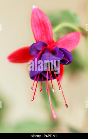 Purple Fuchsia single flower close up. Stock Photo