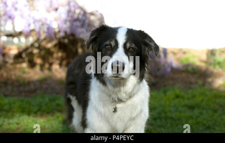 Elderly black and white Australian Shepherd dog stands on grass looking forward.  She is in front of blurred lavender wisteria vines. Stock Photo