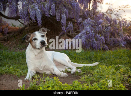 senior white pitbull dog otherwise known as an American Staffordshire Terrier lays on the ground.  She is posing in a very regal way.  There are beaut Stock Photo