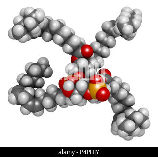 Cardiolipin (tetralinoleoyl cardiolipin) molecule. Important component ...