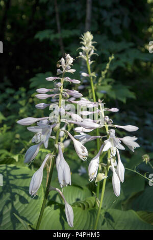 Hosta. Hosta plantaginea. Hemerocallis japonica. White Lily in the garden. Very expressive smell. Flowerbed. Summer days. Stock Photo