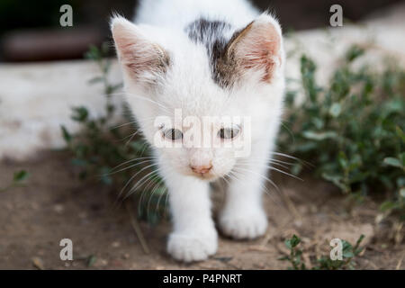 Cute white kitty walking in grass toward camera, close up shot Stock Photo