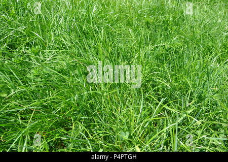 Green grass backdground, top side view Stock Photo