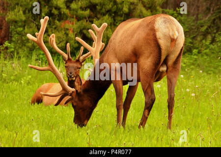 Male elk in Banff National Park Stock Photo