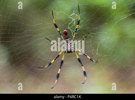 Golden Silk Orb-weaver spider (Nephila clavipes) underbelly closeup in web - Long Key Natural Area, Davie, Florida, USA
