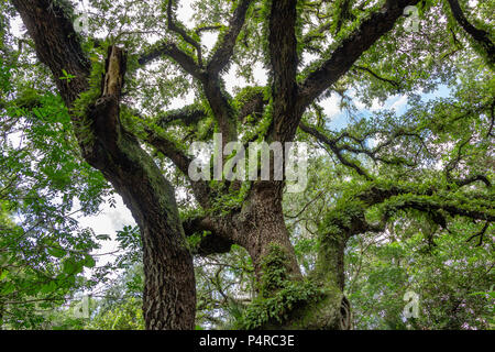 Live oak (Quercus virginiana) intertwined tree limbs, branches covered with resurrection fern (Pleopeltis polypodioides) against sky in forest - Long  Stock Photo