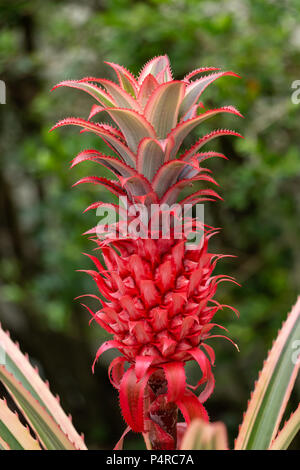 Red pineapple (Ananas bracteatus) - Davie, Florida, USA Stock Photo
