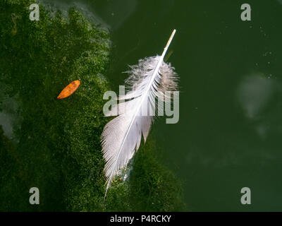 A white feather floats on an algae-filled pond in New Orleans, Louisiana. Stock Photo