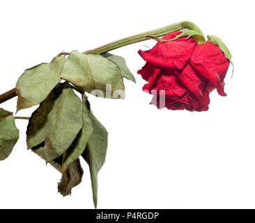 Withered red rose. Dried flower and leaves. Sadness, emotions. Close-up. Isolated on white. Stock Photo