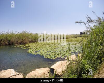 Yellow waterlily (Nuphar lutea). This aquatic plant is also known as the cow lily, and yellow pond-lily. Photographed in a natural pool in Israel in September. Stock Photo