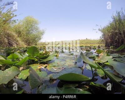 Yellow waterlily (Nuphar lutea). This aquatic plant is also known as the cow lily, and yellow pond-lily. Photographed in a natural pool in Israel in September. Stock Photo