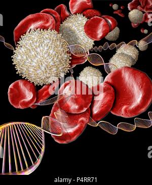 Blood disorders,conceptual composite image. Scanning electron microscopy (SEM) and computer generated image (CGI) of DNA (deoxyribonucleic acid) molecules (helices) and red and white blood cells. There are a number of blood disorders that are caused by genetic mutations and can therefore be passed from parent to child. Such disorders include haemophilia,sickle cell anaemia and thalassaemia. Stock Photo