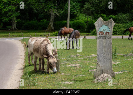 New Forest Ponies and Donkeys at Rockford Common The New Forest Hampshire England UK Stock Photo
