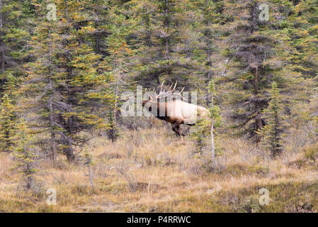 A Bull Elk Bugling to his harem in the fall foliage of his range Stock Photo