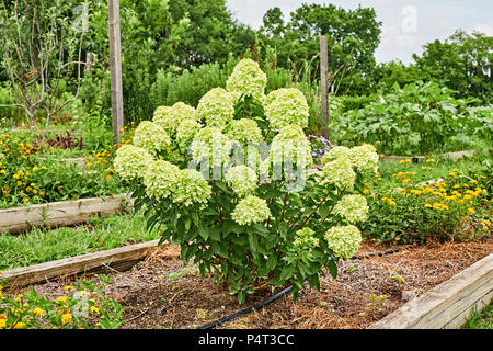 Hydrangea paniculata or panicle hydrangea, also known as a limelight hydrangea blooming in a raised garden. Stock Photo