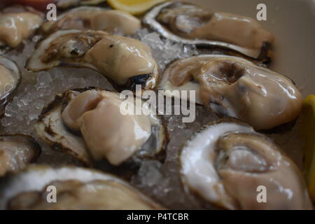 Fresh raw aquaculture oysters on ice from the Chesapeake Bay at Wild Country Seafood in Annapolis, Maryland Stock Photo