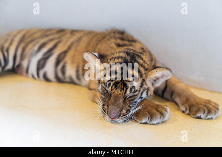 Cute baby tiger sleeping on the park. Stock Photo