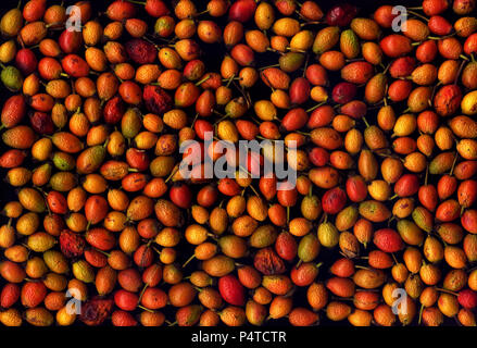 Assorted rose hips on a black background Stock Photo