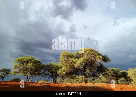 African savannah landscape against a dark sky of an approaching storm, South Africa Stock Photo