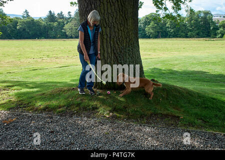 Woman and a rather bouncy Cocker Spaniel at Thainstone House Hotel. Inverurie, Aberdeenshire. Stock Photo