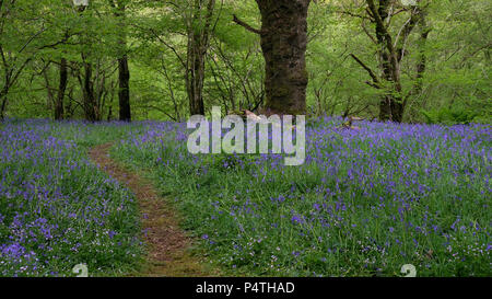 Path through blooming Common bluebells (Hyacinthoides non-scripta) in the forest, Cornwall, England, Great Britain Stock Photo