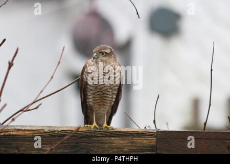 Eurasian sparrowhawk (Accipiter nisus), female, juvenile,  North West England, United Kingdom Stock Photo
