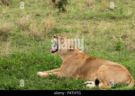 African Lion (Panthera leo) lioness yawning in Serengeti National Park, Tanzania Stock Photo