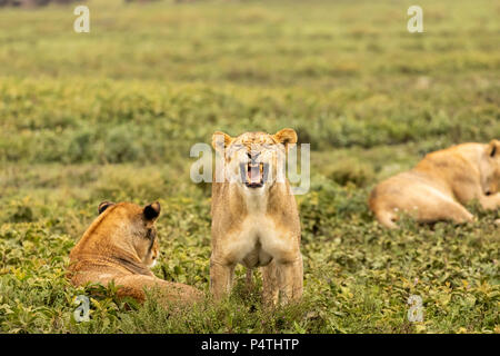 African Lion (Panthera leo) female yawning in Serengeti National Park, Tanzania Stock Photo