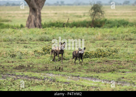 African Wild Dog (Lycaon pictus) male and female running on the savannah in Serengeti National Park, Tanzania Stock Photo
